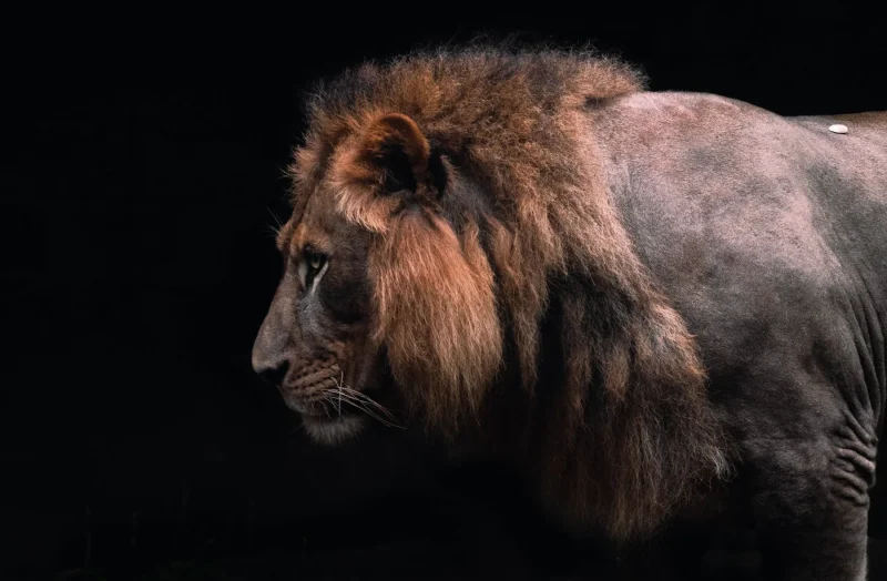 Lion profile dark bg · 600mm · f/4 · 1/640 · ISO 1600
