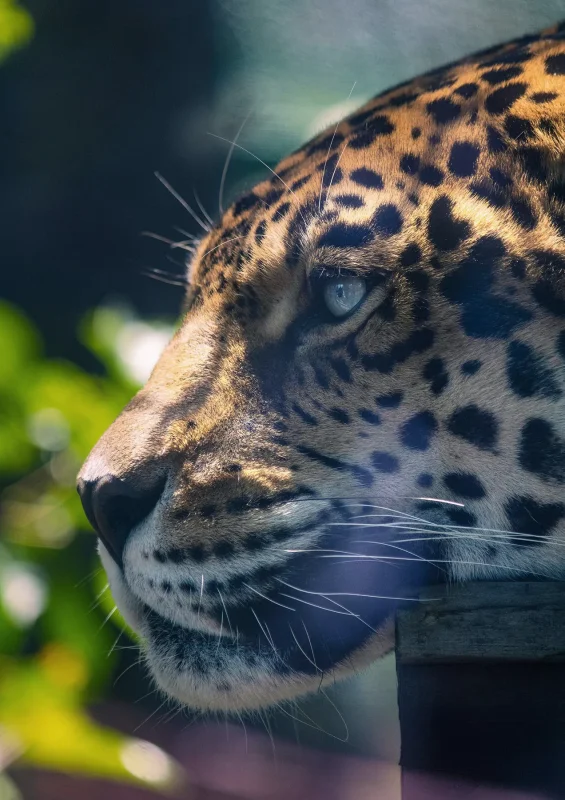 Jaguar sunlight · 400mm · f/2.8 · 1/640 · ISO 1600