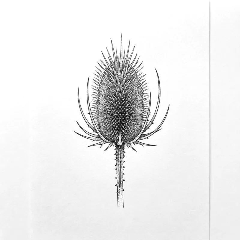 Teasel, 9 cm