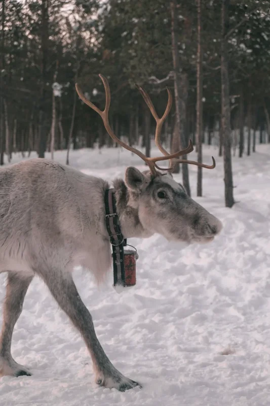 Reindeer close murmansk · 400mm · f/2.8 · 1/640 · ISO 1600