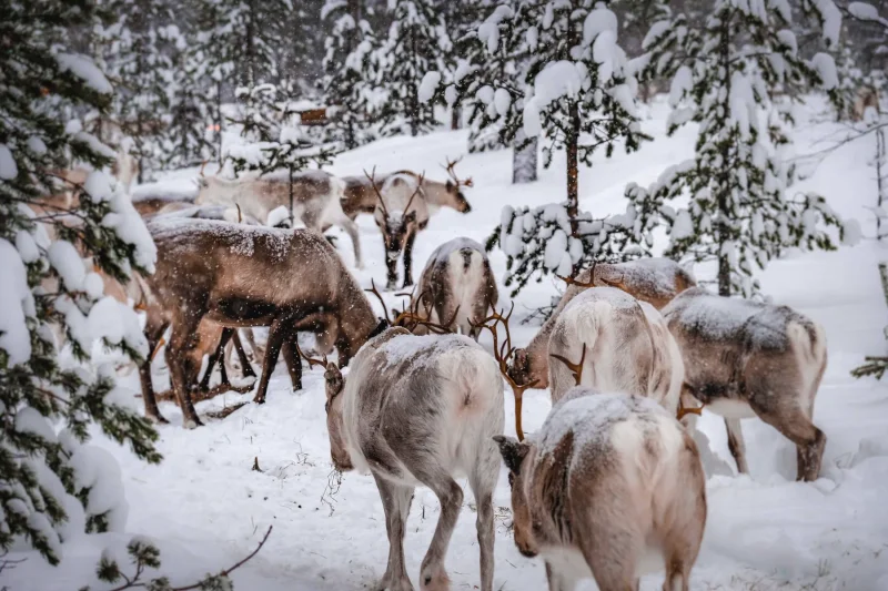 Herd roaming inari · 400mm · f/2.8 · 1/500 · ISO 2000