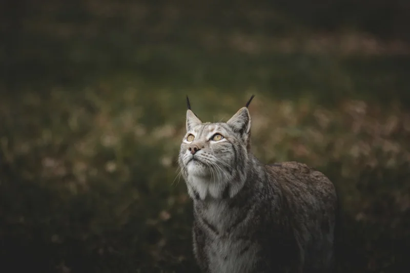 Lynx gazing evening · 400mm · f/2.8 · 1/500 · ISO 2000