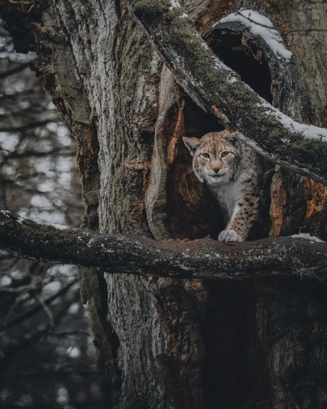 Lynx in tree hollow · 600mm · f/4 · 1/800 · ISO 4000