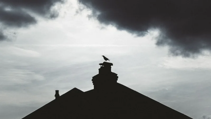Nightjar 04
