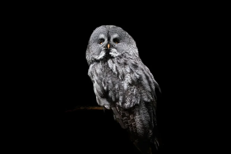 Great grey owl in the dark · 600mm · f/4 · 1/640 · ISO 1600