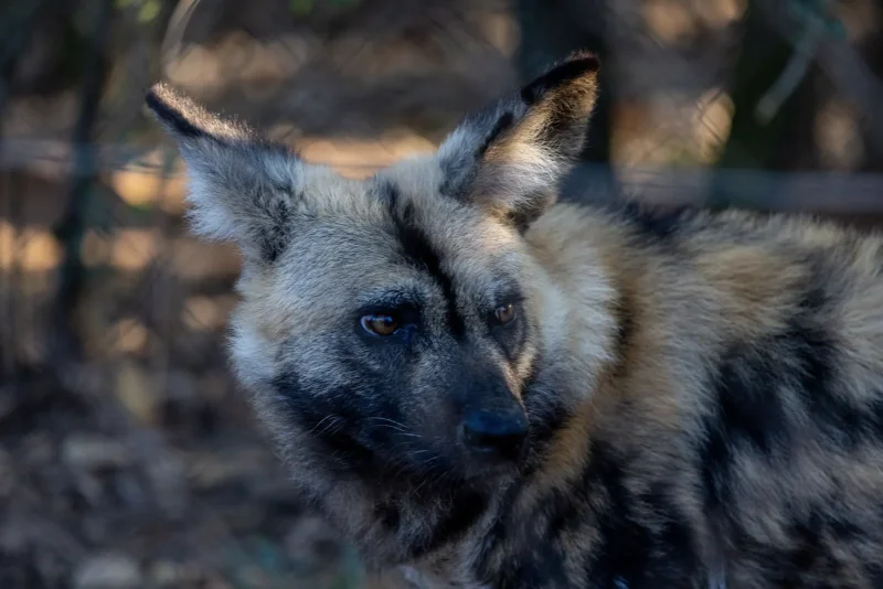 Wild dog portrait · 400mm · f/2.8 · 1/500 · ISO 2000