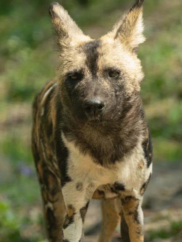 Wild dog green · 600mm · f/4 · 1/800 · ISO 4000