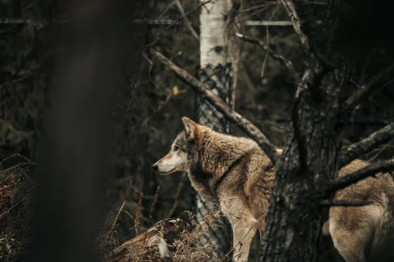 Grey wolf alert forest · 400mm · f/2.8 · 1/500 · ISO 2000
