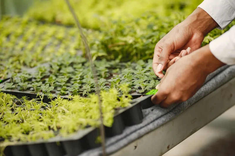 Potting up