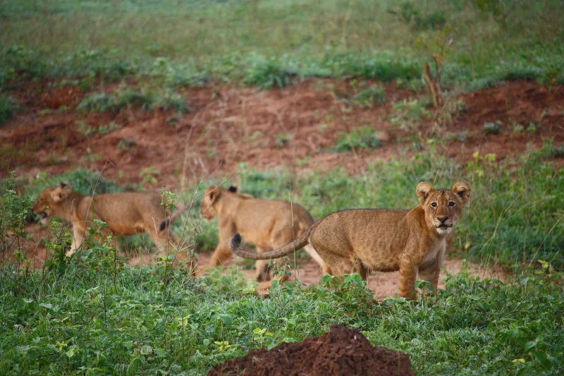 Three cubs in grass · 600mm · f/4 · 1/800 · ISO 4000