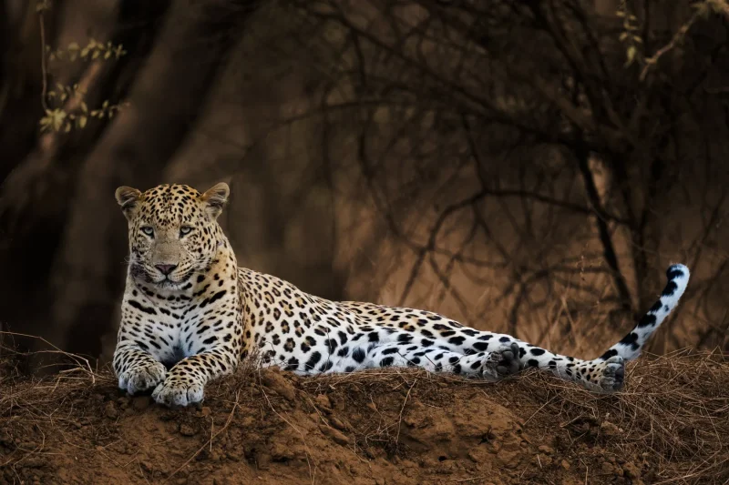 Leopard on mound · 400mm · f/2.8 · 1/500 · ISO 2000