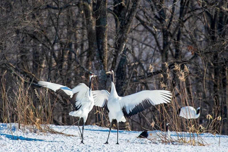 Cranes wings in the forest · 600mm · f/4 · 1/640 · ISO 1600
