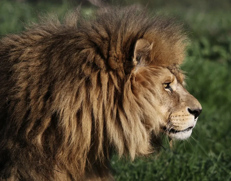 Lion profile greenery · 400mm · f/2.8 · 1/500 · ISO 2000