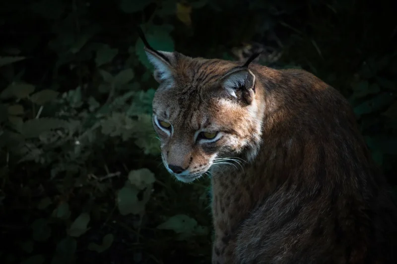 Lynx close dark forest · 600mm · f/4 · 1/640 · ISO 1600