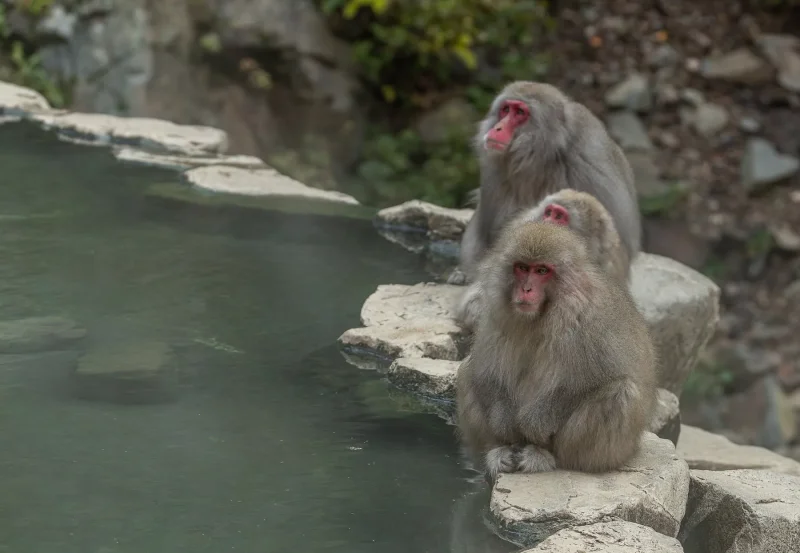 Three macaques by the spring · 600mm · f/4 · 1/640 · ISO 1600