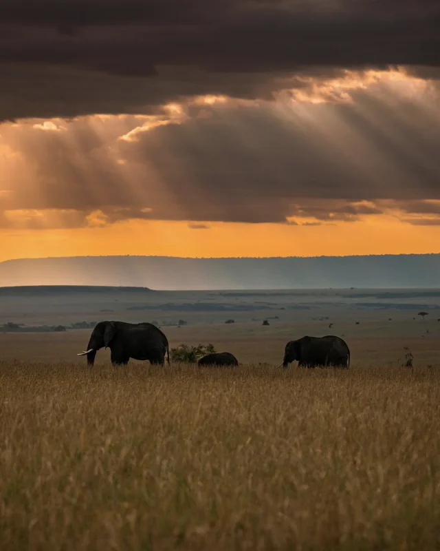 Elephants sunset mara · 400mm · f/2.8 · 1/640 · ISO 1600