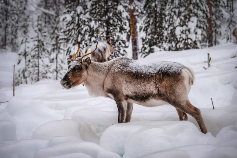 Caribou in snowdrifts · 600mm · f/4 · 1/640 · ISO 1600