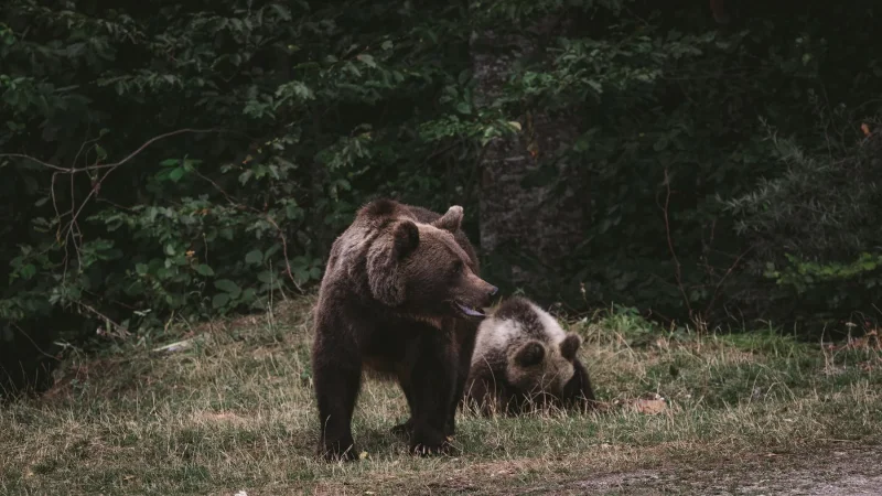 Bear and cub · 400mm · f/2.8 · 1/500 · ISO 2000
