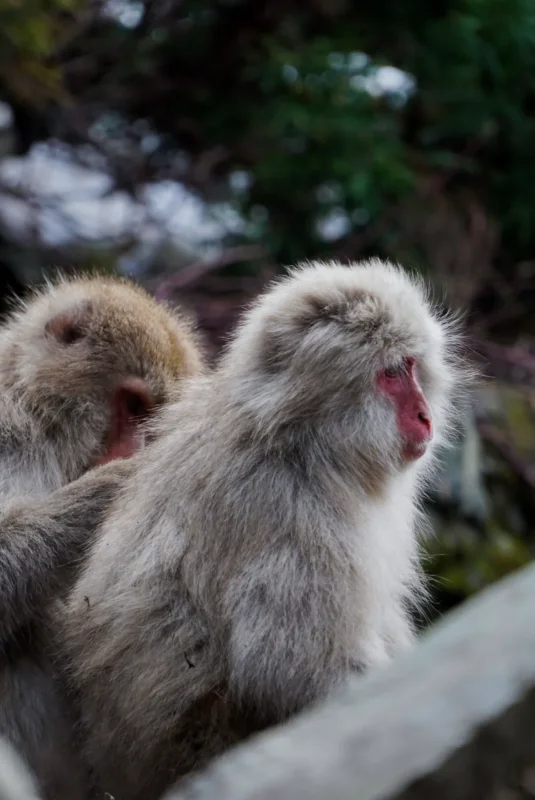 Two macaques grooming · 400mm · f/2.8 · 1/640 · ISO 1600