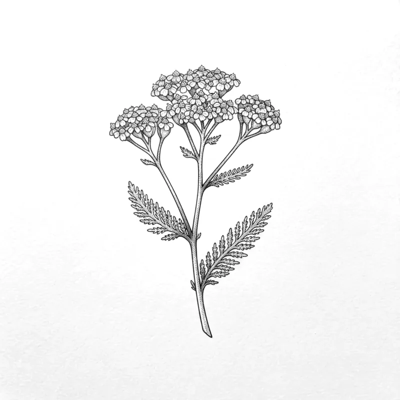 Yarrow, 9 cm