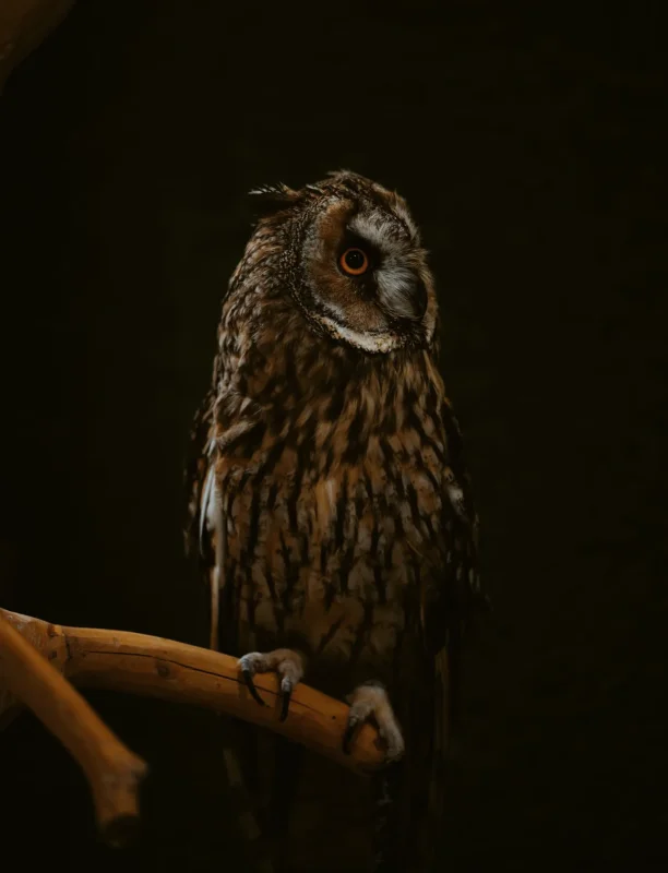 Long-eared owl · 600mm · f/4 · 1/800 · ISO 4000