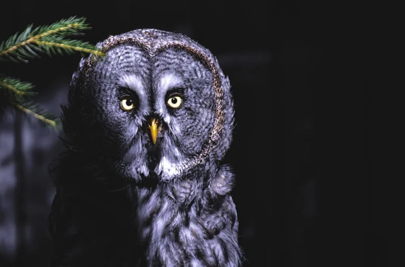 Great gray owl portrait · 400mm · f/2.8 · 1/500 · ISO 2000