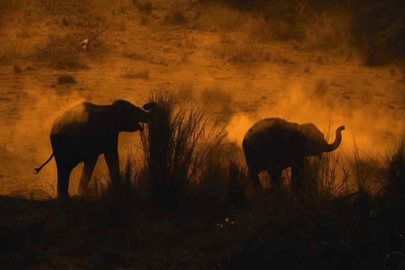 Dusty herd at dusk · 400mm · f/2.8 · 1/500 · ISO 2000