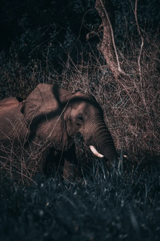 Elephant forest dusk · 600mm · f/4 · 1/640 · ISO 1600