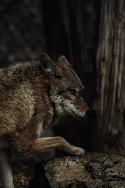 Stalking gray wolf · 400mm · f/2.8 · 1/640 · ISO 1600