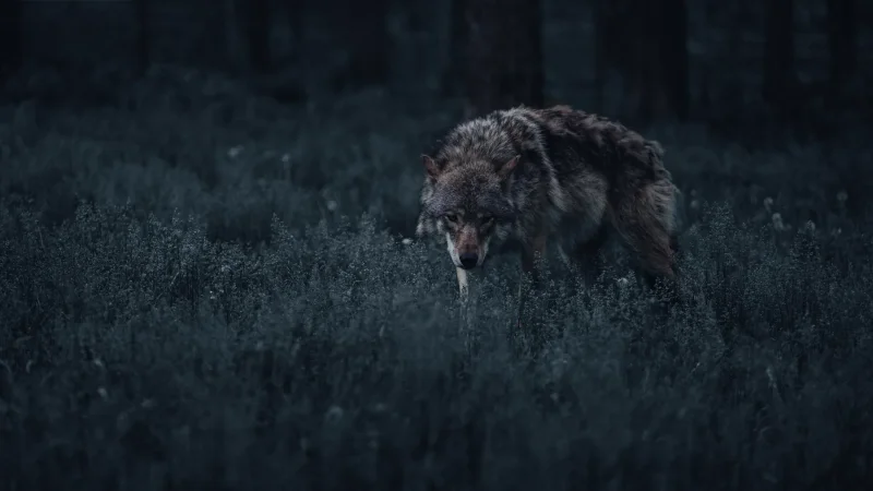 Lone wolf night forest · 600mm · f/4 · 1/640 · ISO 1600