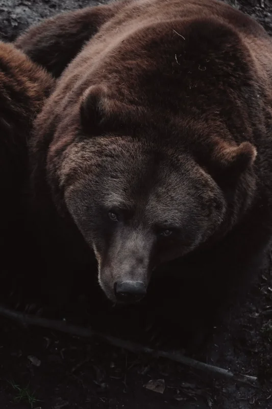 Bear resting close dark · 600mm · f/4 · 1/800 · ISO 4000