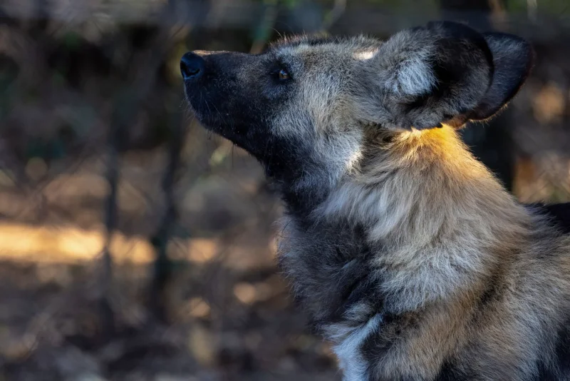 Wild dog profile · 600mm · f/4 · 1/640 · ISO 1600