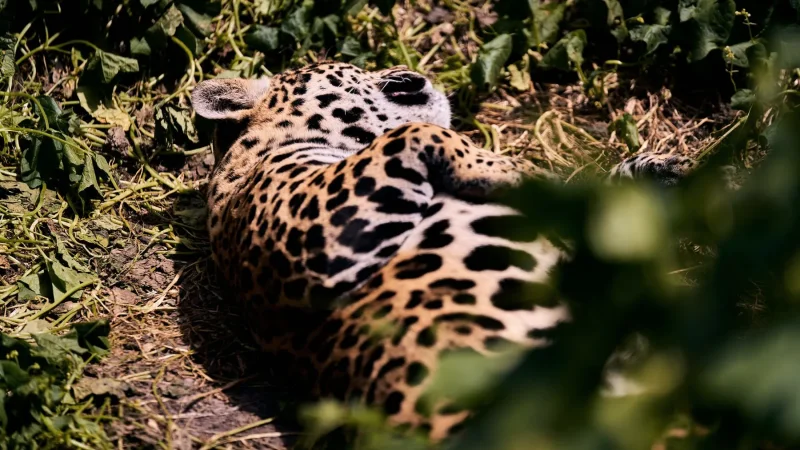 Jaguar resting dappled · 600mm · f/4 · 1/640 · ISO 1600
