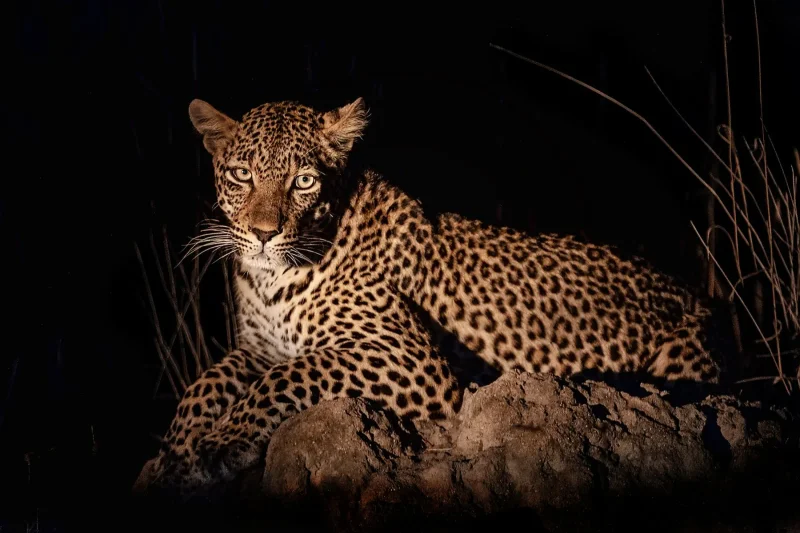 Leopard rocks night · 600mm · f/4 · 1/640 · ISO 1600