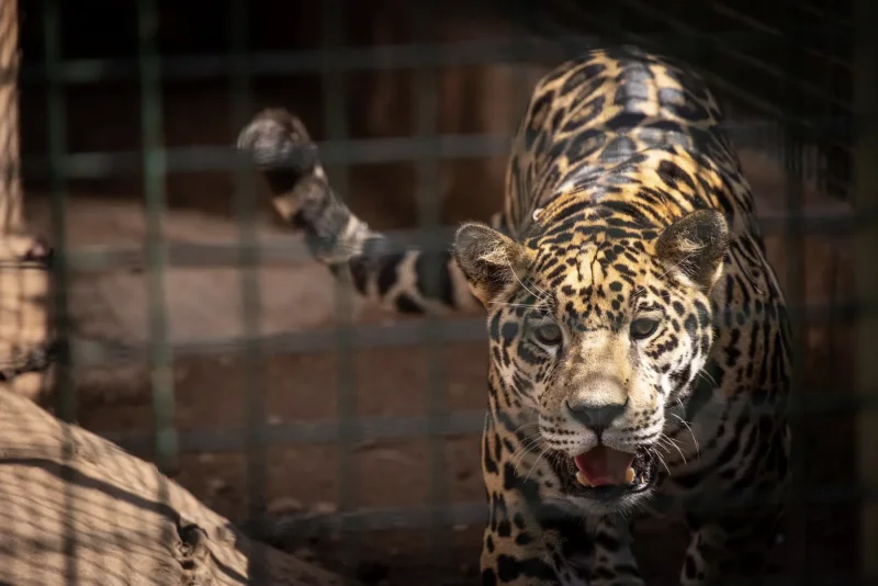 Jaguar patterns · 400mm · f/2.8 · 1/500 · ISO 2000