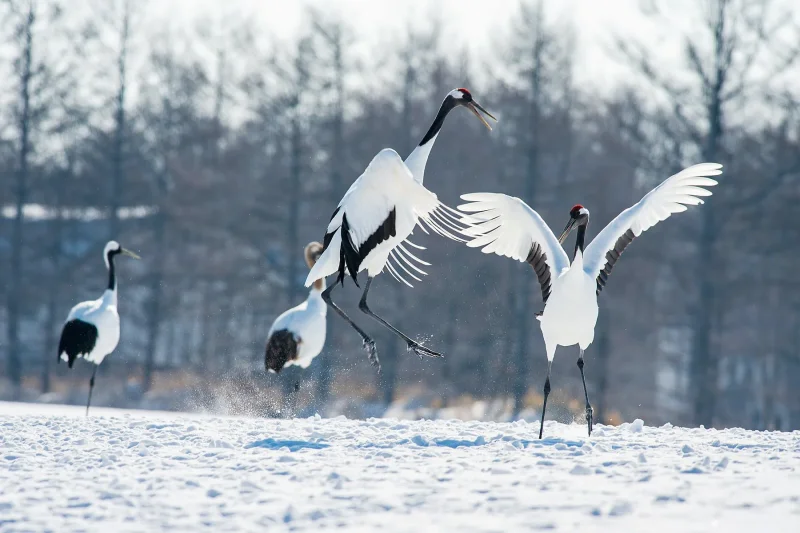 Cranes dancing · 400mm · f/2.8 · 1/500 · ISO 2000