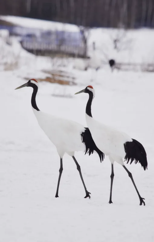 Two cranes walking snow · 400mm · f/2.8 · 1/640 · ISO 1600