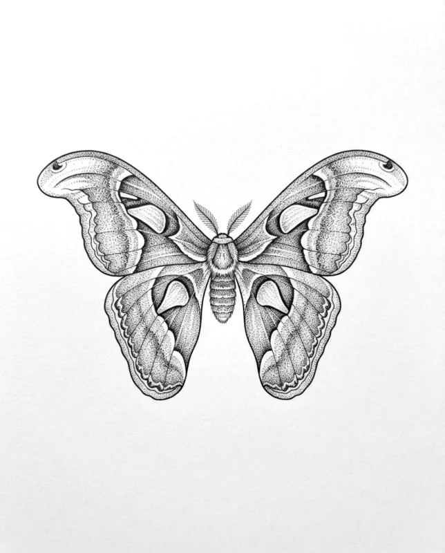 Moths 01