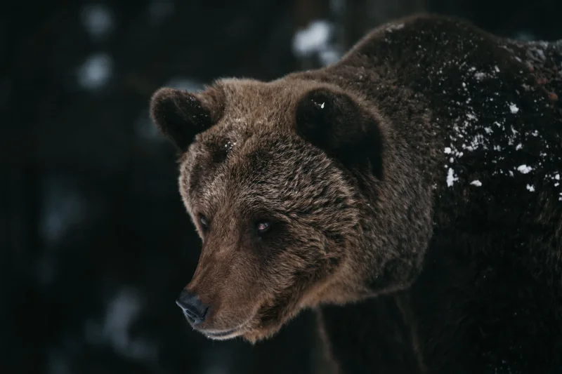 Bear snowy fur close · 600mm · f/4 · 1/640 · ISO 1600