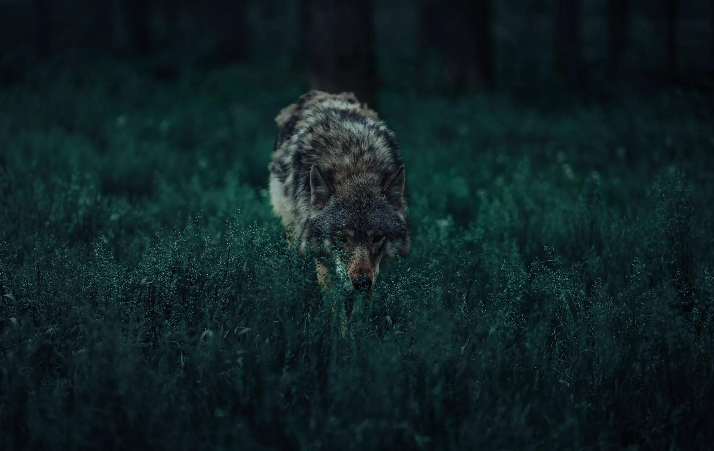 A lone wolf crossing a dark forest at last light
