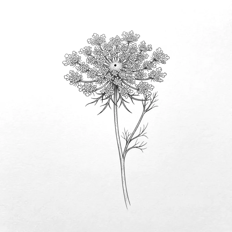 Wild carrot, 10 cm