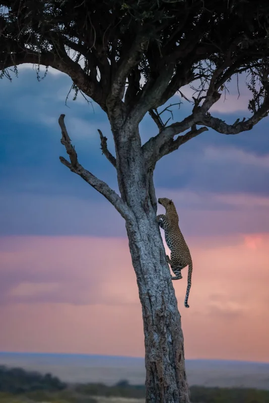 Leopard climbing at sunset · 400mm · f/2.8 · 1/640 · ISO 1600
